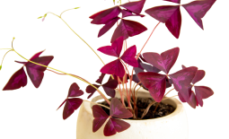 ต้นโพธิ์แดงแคระ