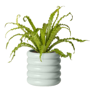 ไม้ฟอกอากาศ