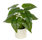 ไม้มงคล